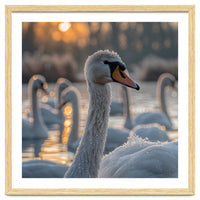 Close Up Of Swan With Water Droplets At Sunrise