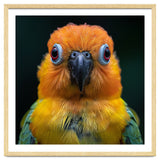 Close Up Sun Conure Parrot Portrait Eyes thumbnail