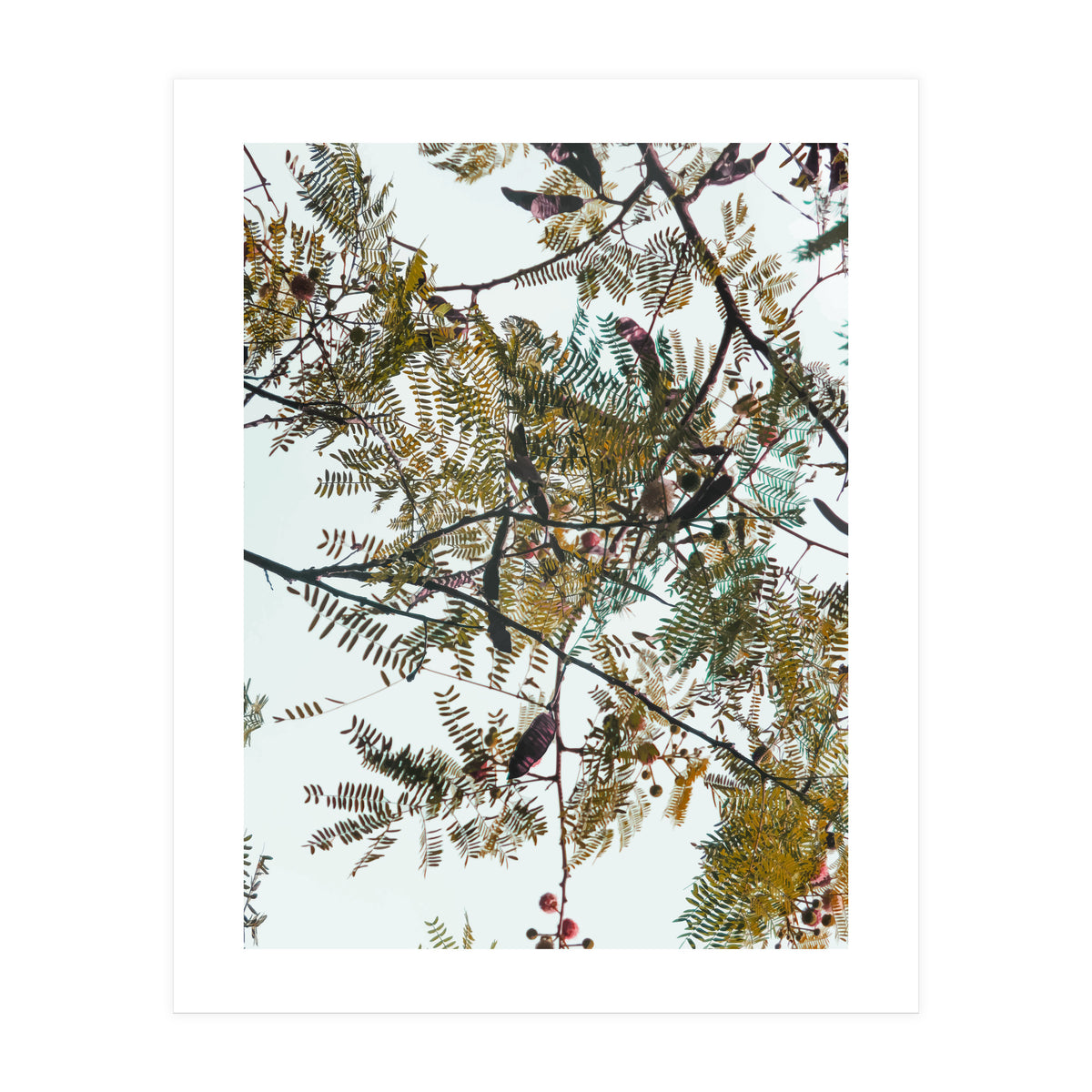 Patterns In Nature (Print Only)