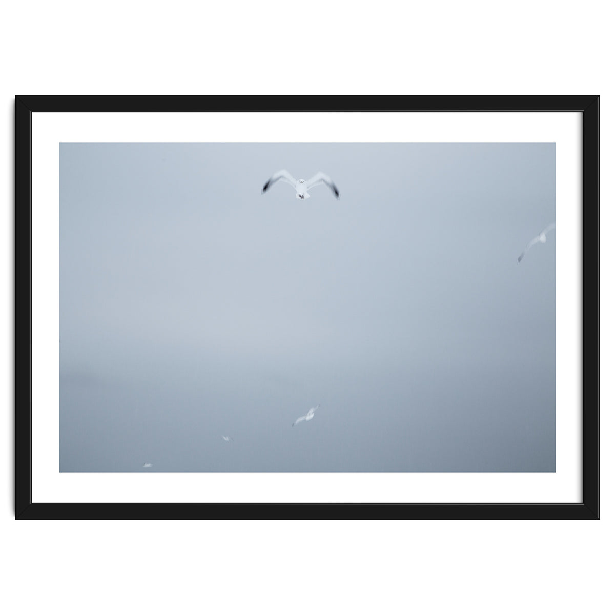 A flying seagull in the winter sky