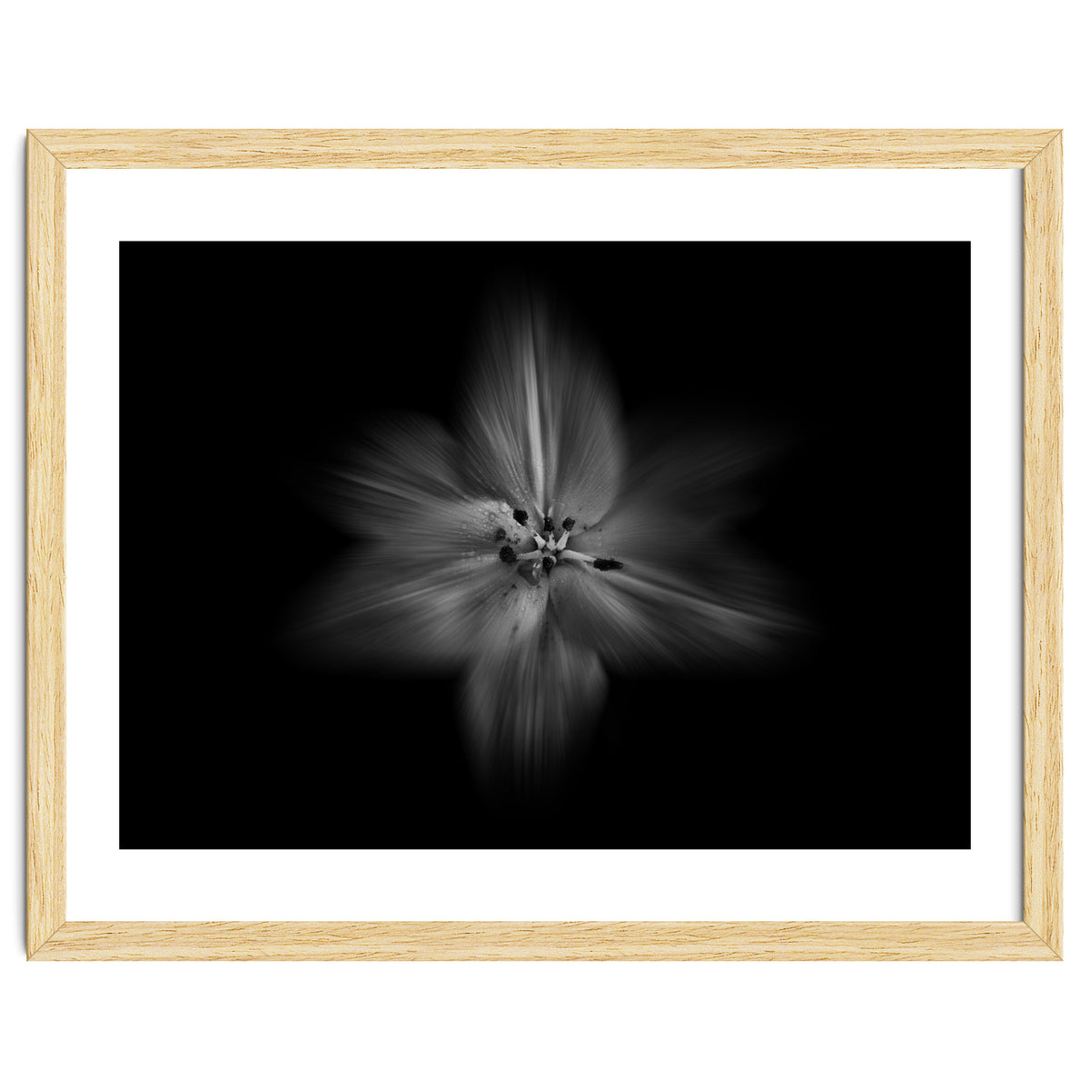 Backyard Flowers In Black And White No 28 Flow Version