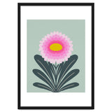 Chrysanthemum - turquoise and pink thumbnail