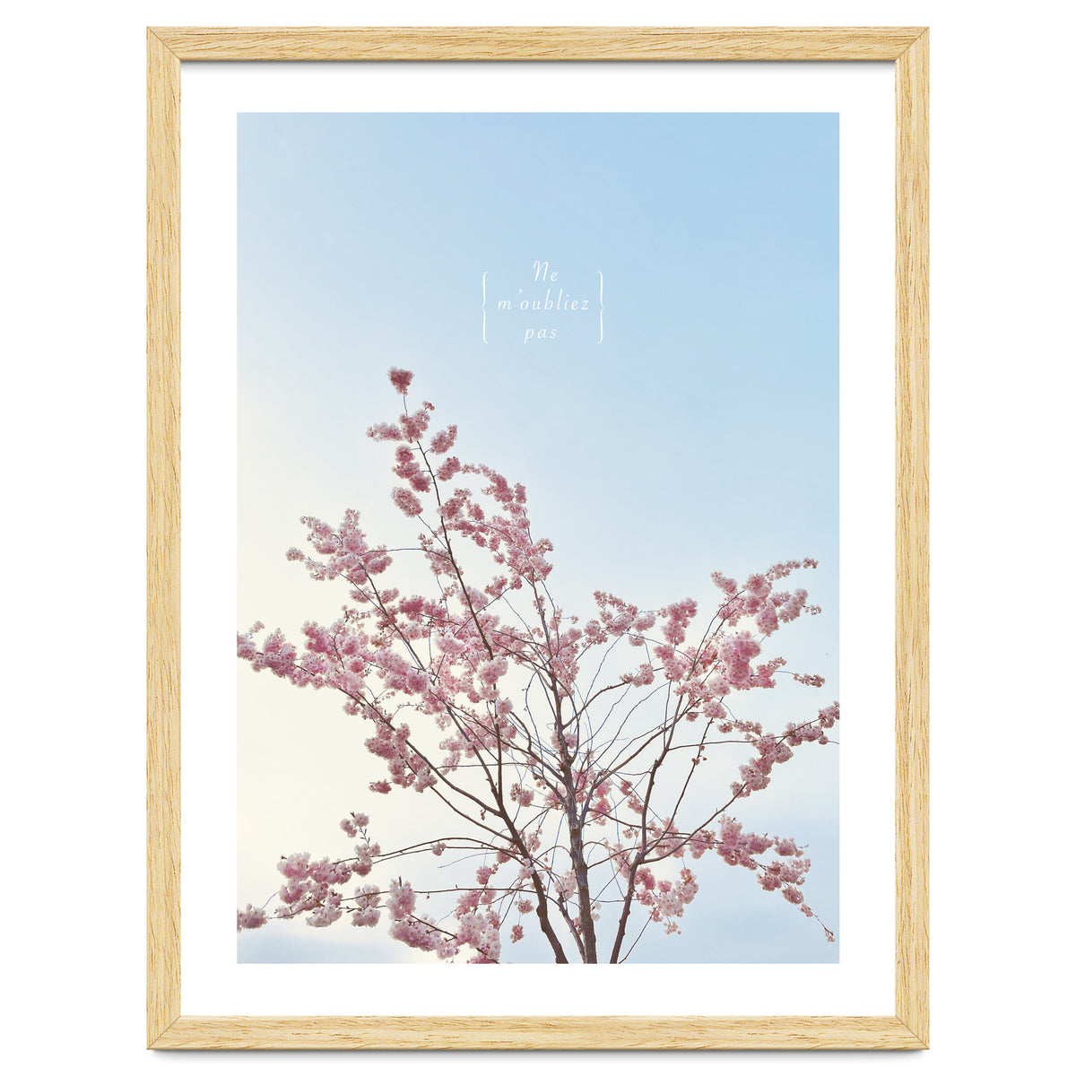 Sakura - cherry blossom
