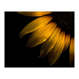 Backyard Flowers No 28 Sunflower (Print Only) thumbnail