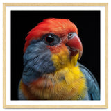 Close Up Colorful Parrot Portrait Vivid Plumage thumbnail