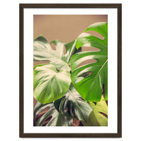 Monstera Mix