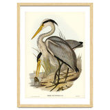 Elizabeth Gould – Great Grey Heron (Ardea leucophaea) | Birds of Australia Illustration thumbnail