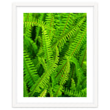 Green Ferns thumbnail