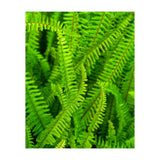Green Ferns (Print Only) thumbnail