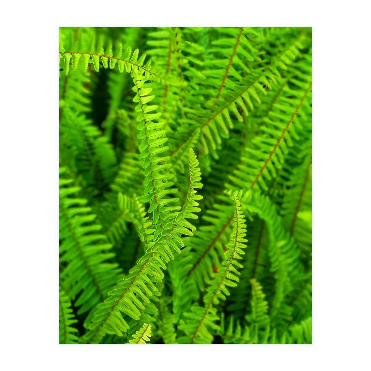 Green Ferns (Print Only)