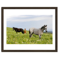 Equine Family