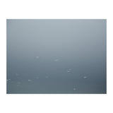 Flying Segulls in thet winter sky (Print Only) thumbnail