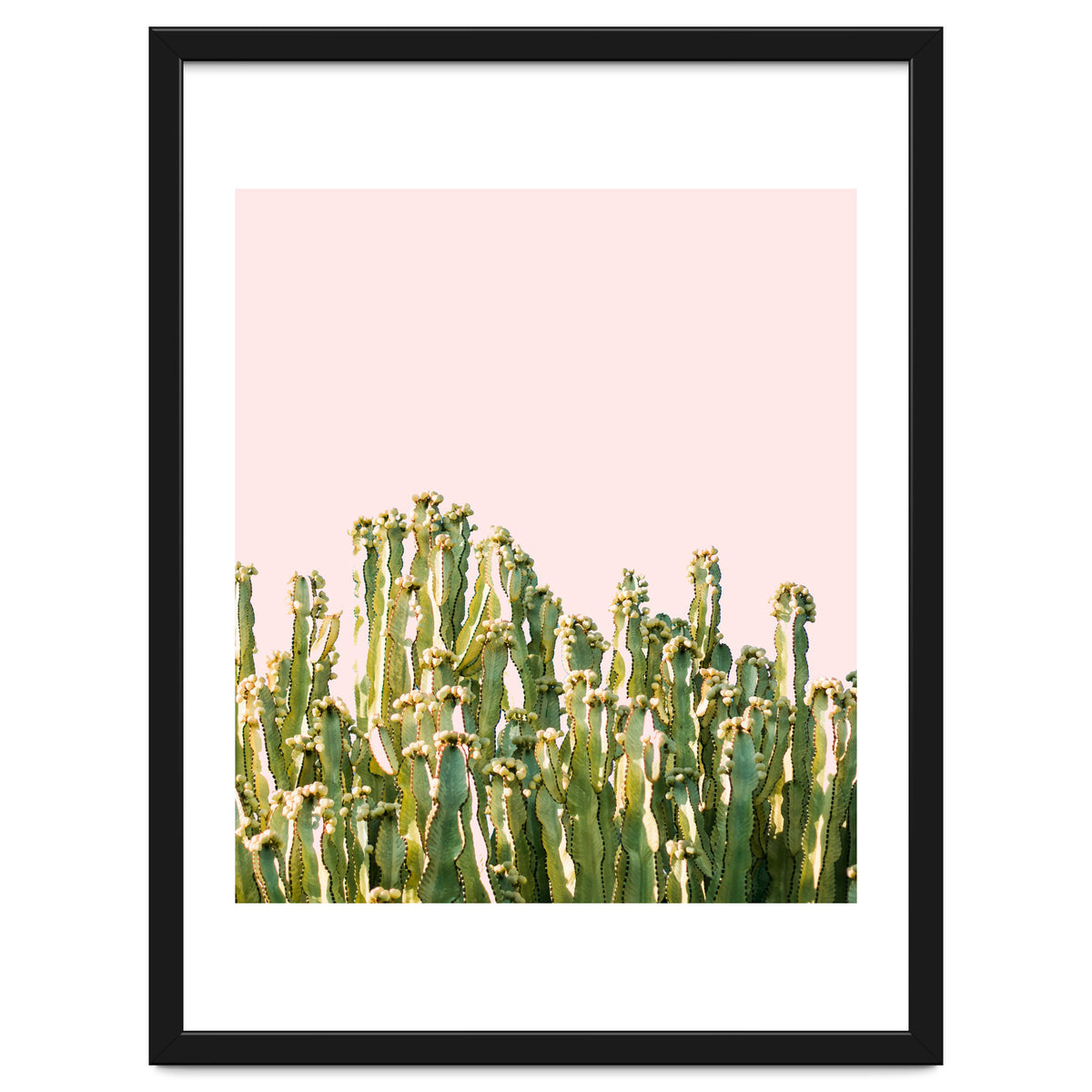 Cactus Blush #society6 #decor #buyart