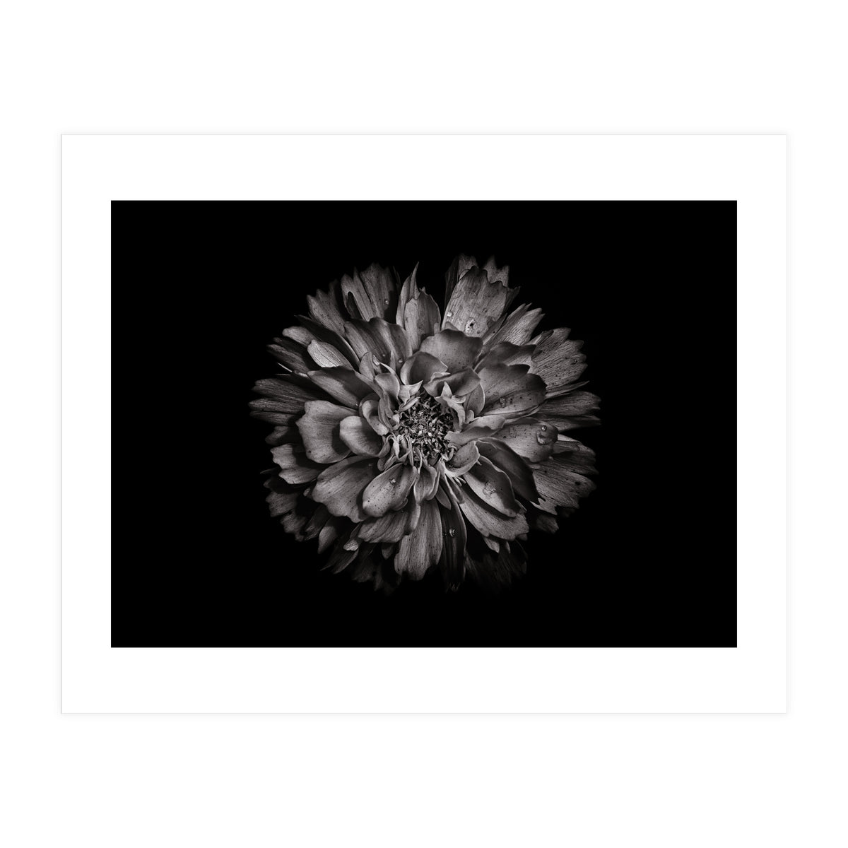 Backyard Flowers In Black And White No 79 (Print Only)