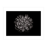 Backyard Flowers In Black And White No 79 (Print Only)