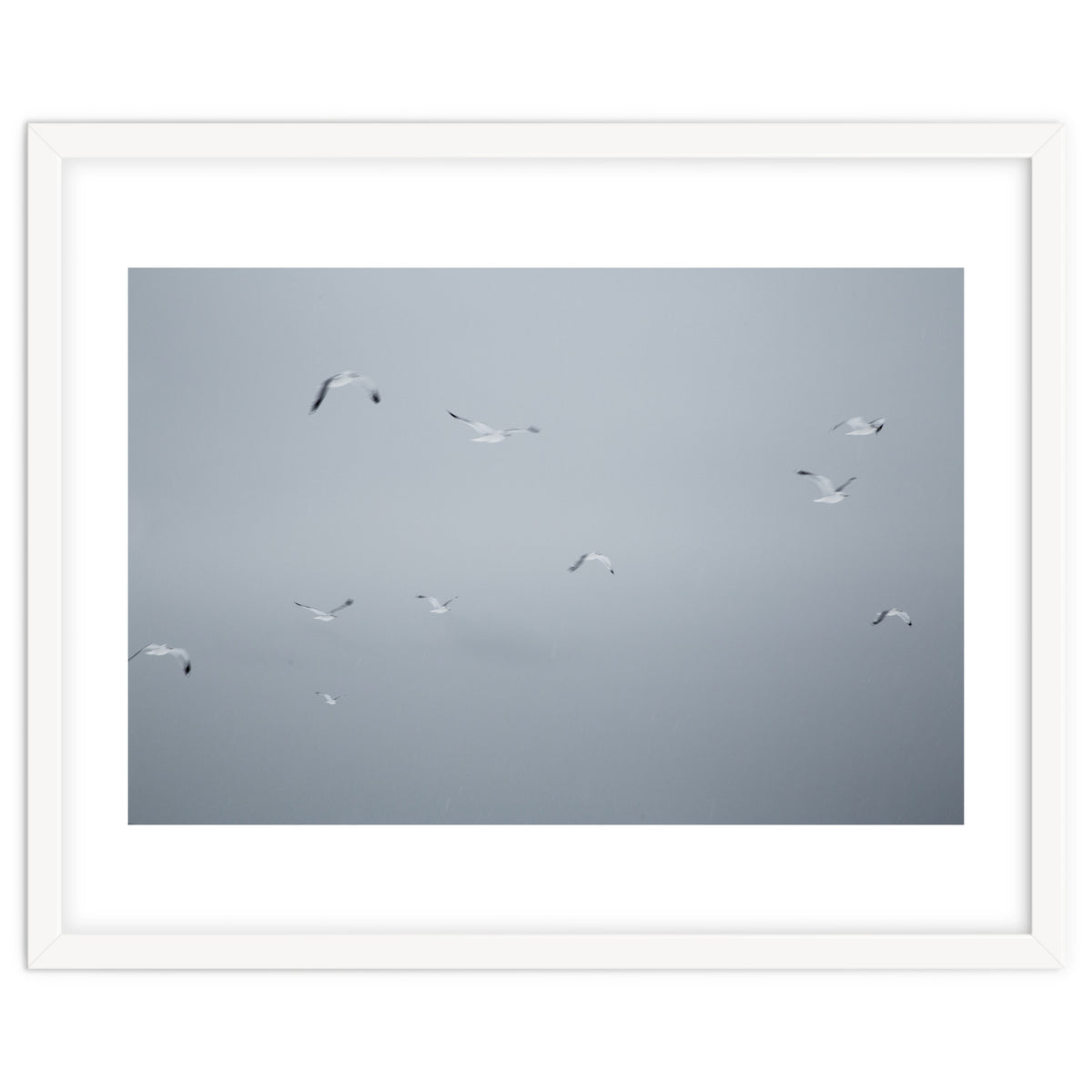 Flying seagulls in the winter sky