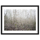 Lost in the birch forest thumbnail