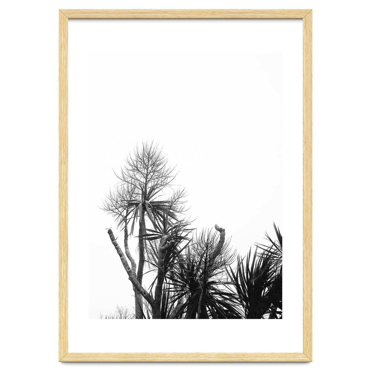 Miminalist Palm
