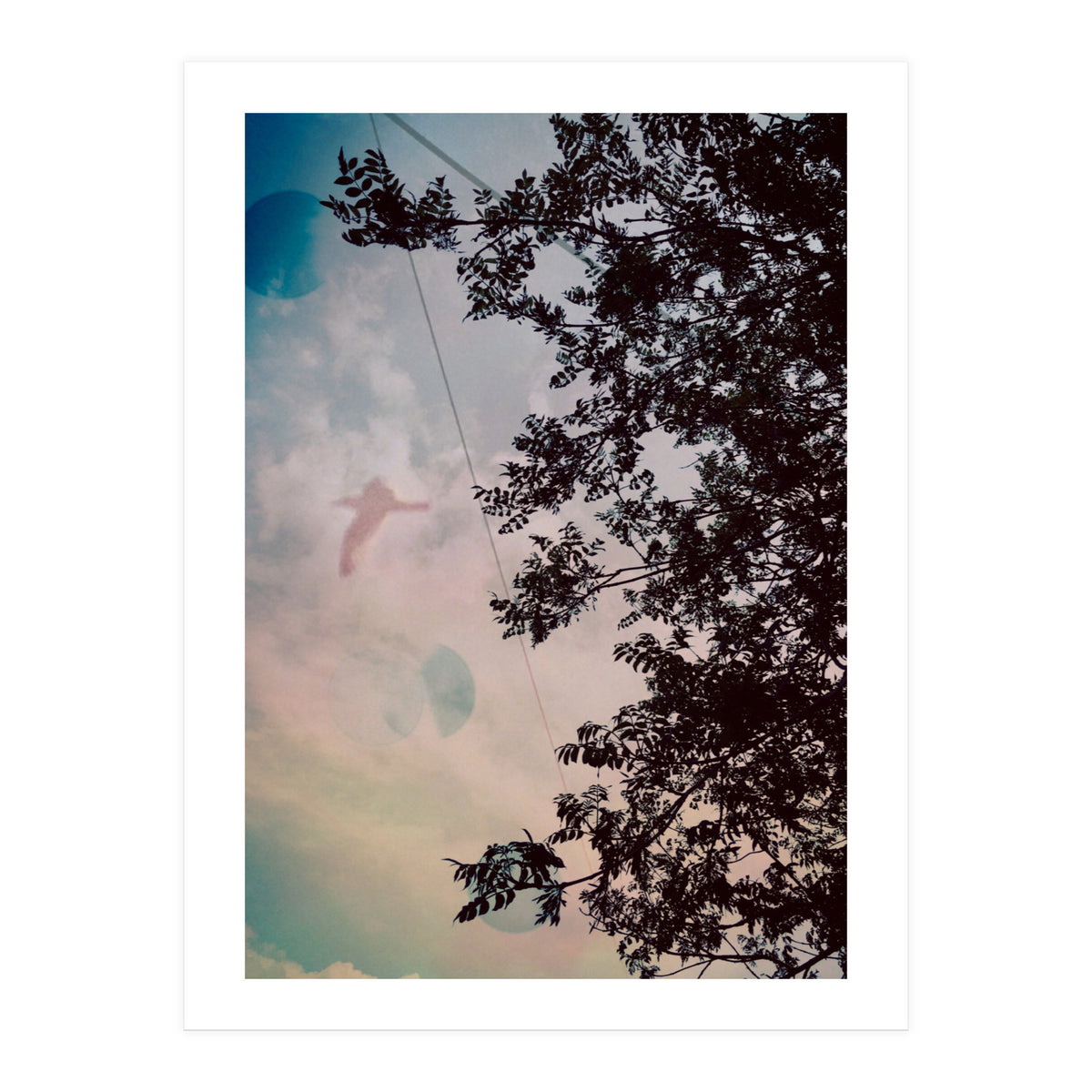 This Bird Has Flown (Print Only)