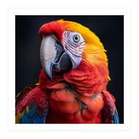 Scarlet Macaw Parrot Head Detailed Portrait Black (Print Only)