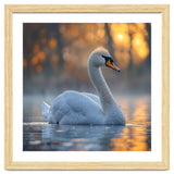 Beautiful Swan Floating On Water At Sunset thumbnail