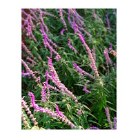 Lavender Flowers (Print Only)