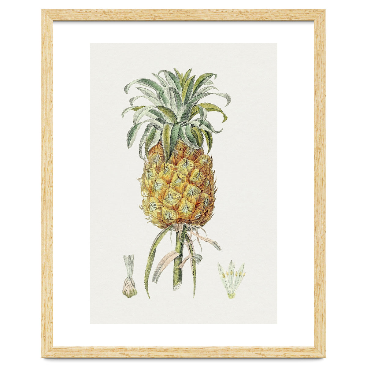 Pineapple (Hand Drawn Botanical Illustration)