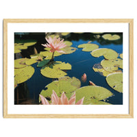 Lotus Pond | Landscape