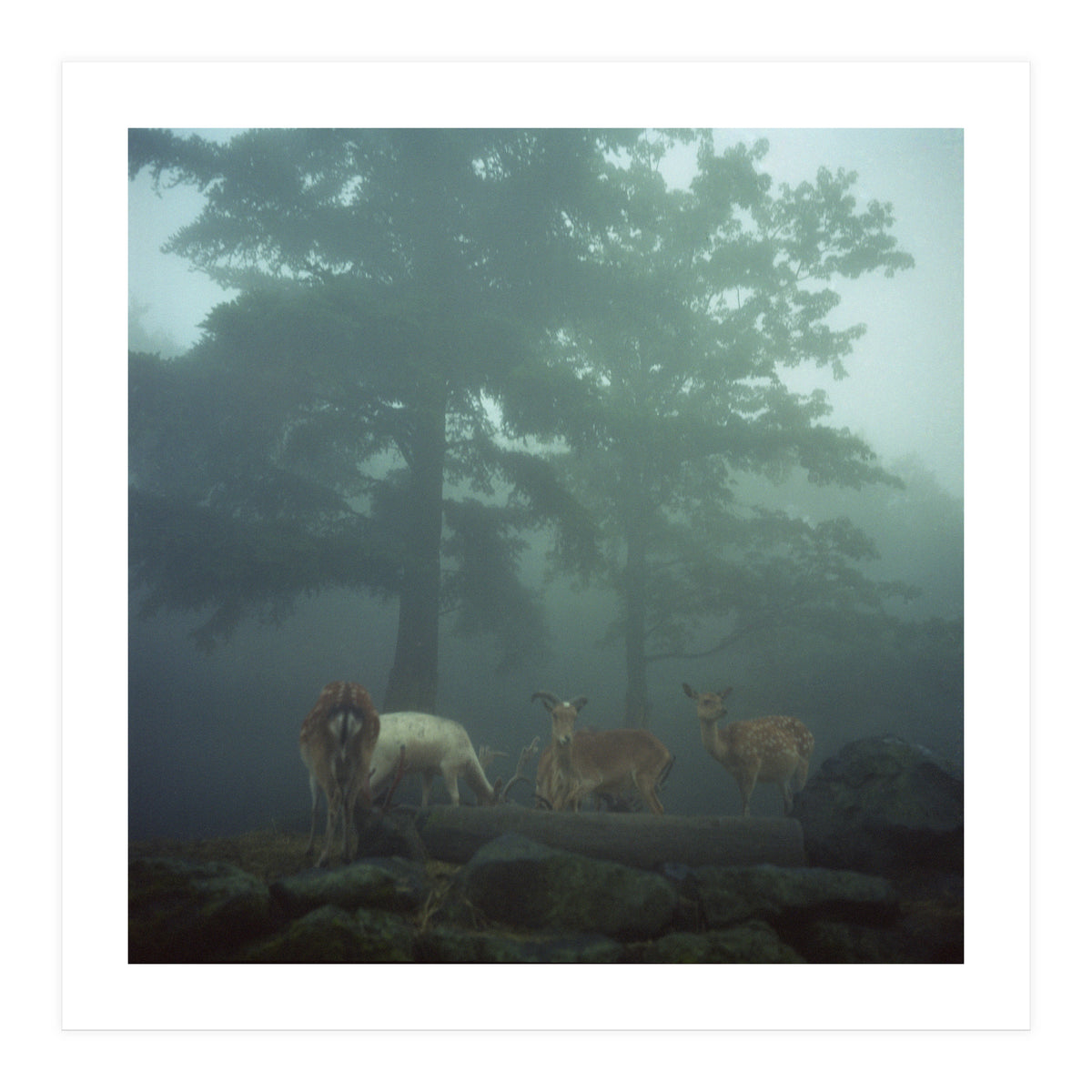 Silence of breath - 05 (Print Only)