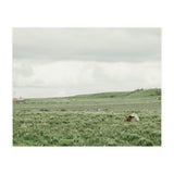 Horses in the middle of the green field - Iceland (Print Only) thumbnail