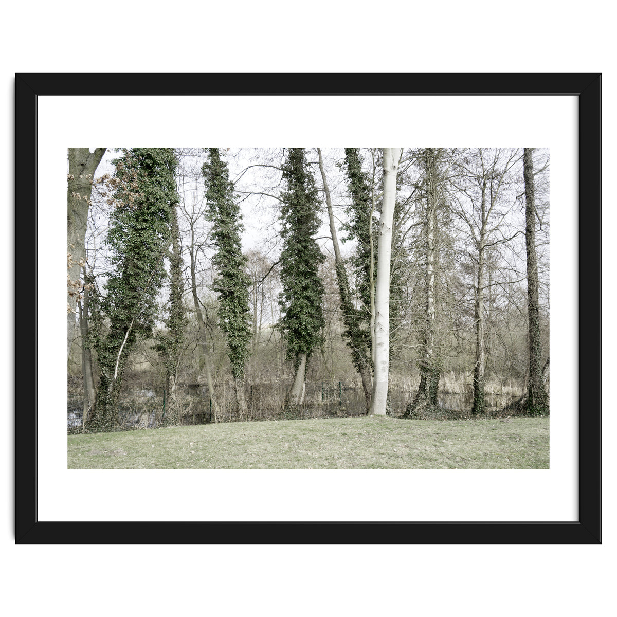 Sole white birch in the trees