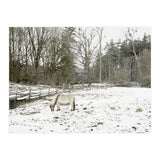 White horse in the snow field (Print Only) thumbnail