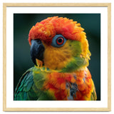 Sun Conure Parrot Close Up Eye thumbnail