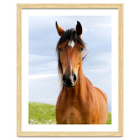 Brown Horse