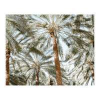 Palm trees (Print Only)