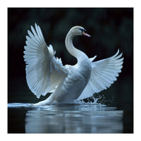 Majestic White Swan Spreading Wings On Water (Print Only)