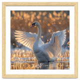 Swan Spreading Wings In Water Sunlight thumbnail