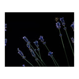 Honeybee and lavender (Print Only) thumbnail