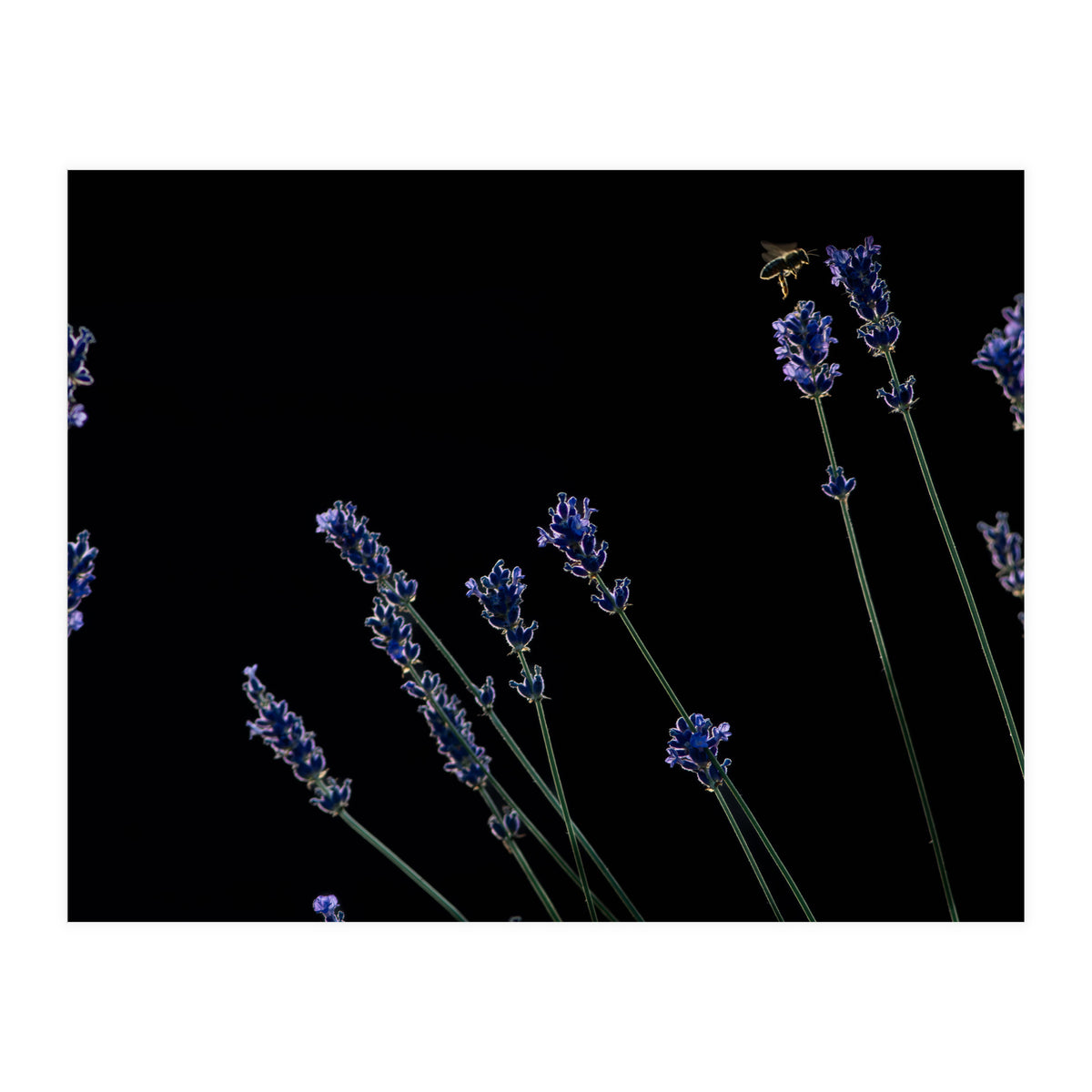 Honeybee and lavender (Print Only)