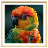 Sun Conure Parrot Close Up Eye thumbnail