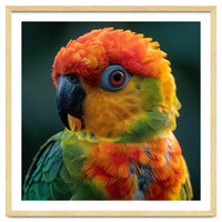 Sun Conure Parrot Close Up Eye