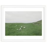 A flock of Sheep in the Green Hill - Iceland thumbnail