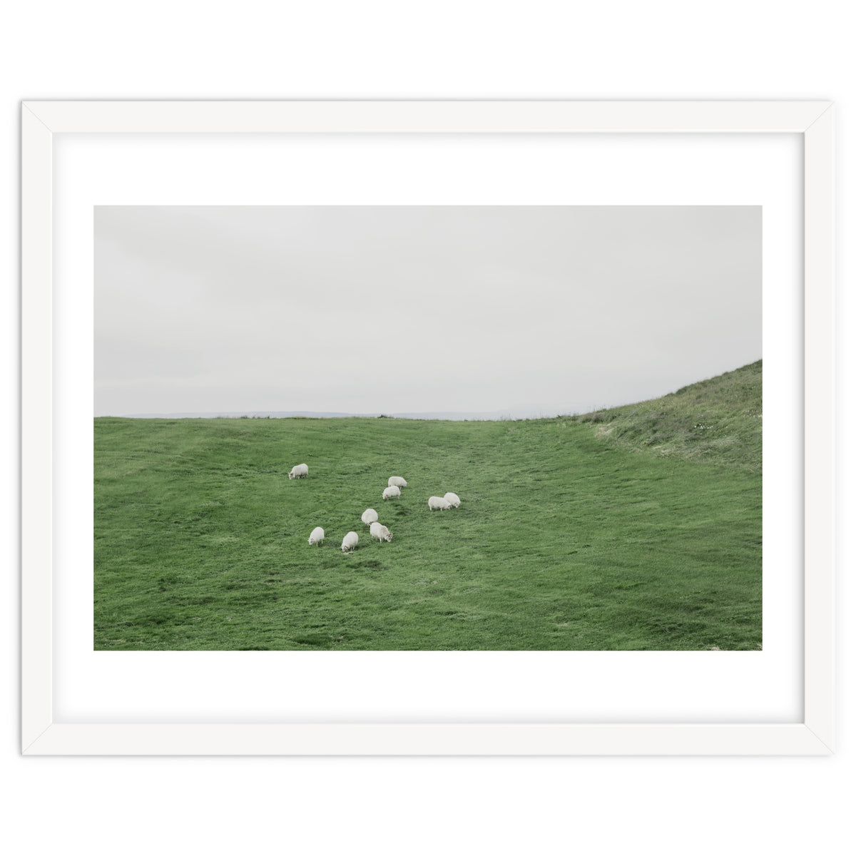 A flock of Sheep in the Green Hill - Iceland