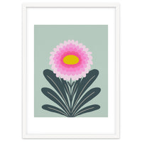 Chrysanthemum - turquoise and pink