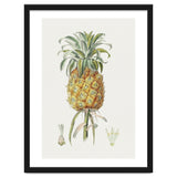 Pineapple (Hand Drawn Botanical Illustration) thumbnail