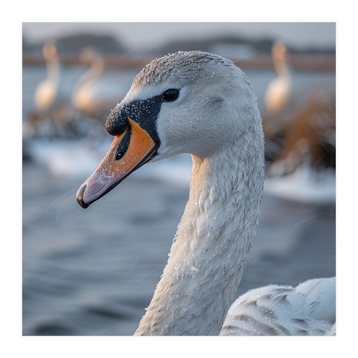 Majestic Swan Portrait In Snowy Waters (Print Only)