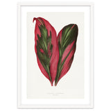Alexander Francis Lydon & Benjamin Fawsett – Pink Dracaena Terminalis Leaf (1865) thumbnail