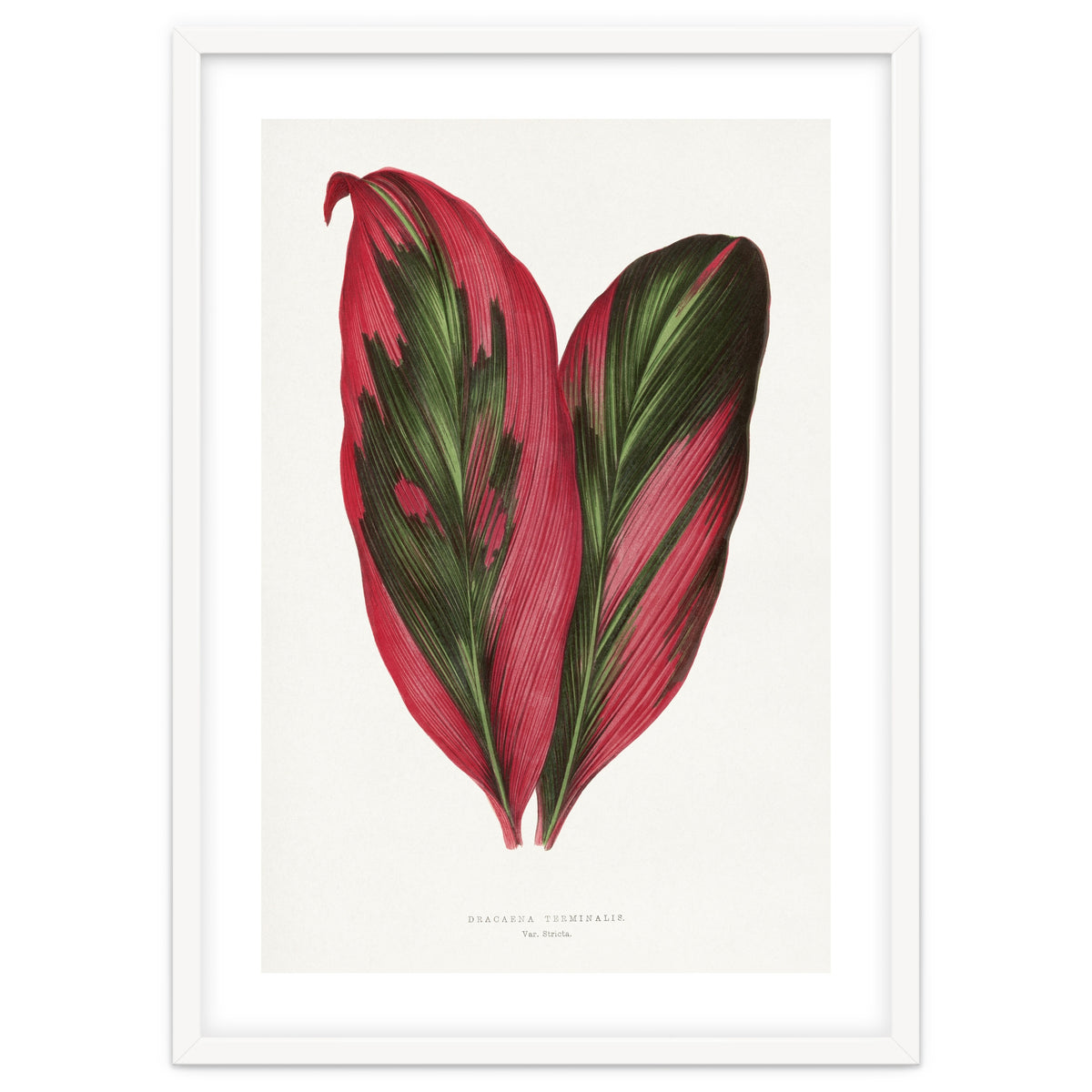 Alexander Francis Lydon & Benjamin Fawsett – Pink Dracaena Terminalis Leaf (1865)