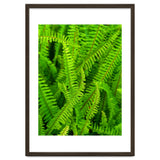 Green Ferns thumbnail