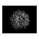 Backyard Flowers In Black And White No 48 Flow Version (Print Only) thumbnail